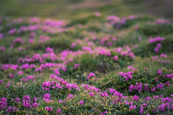 Rododendron virágok a természetben — Stock Fotó