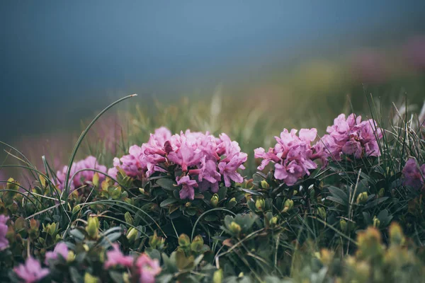 自然の中のツツジの花 — ストック写真