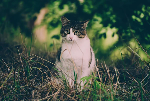 Портрет бродячей кошки — стоковое фото