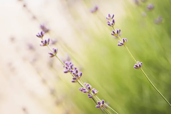 Levandule krásné květiny — Stock fotografie