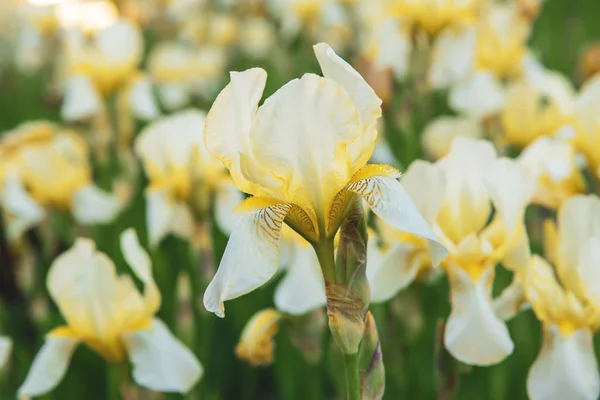 Iris blomma blommar — Stockfoto