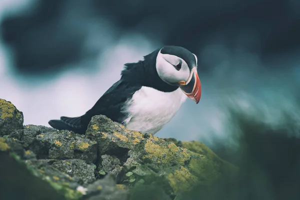 Atlantische papegaaiduiker — Stockfoto