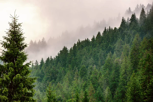 Nebelige Berglandschaft — Stockfoto