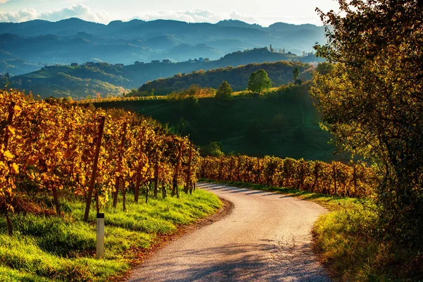 Sloveniens och Österrikes vinväg — Stockfoto