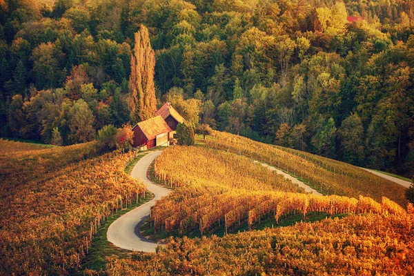 Herzförmige Weinstraße in Slowenien — Stockfoto