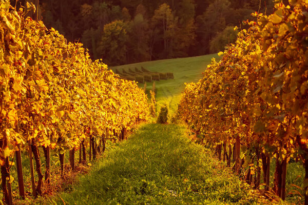 Vineyards row in Slovenia