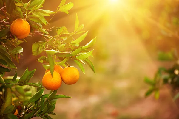 Tangerine sunny garden — Stock Photo, Image