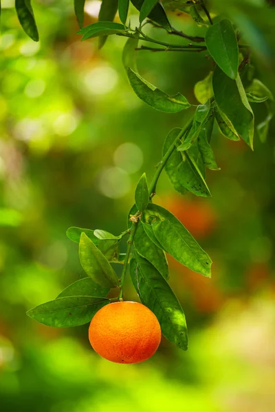 Mandarinka slunečná zahrada — Stock fotografie