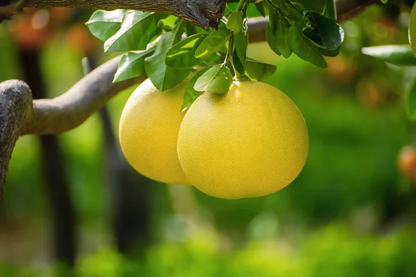 Owoce Pomelo w ogrodzie — Zdjęcie stockowe