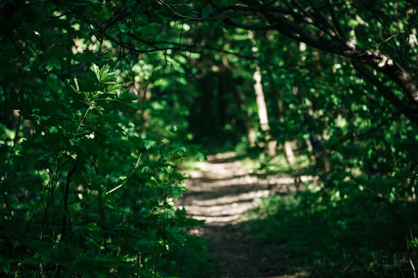 Zomer groen bos — Stockfoto