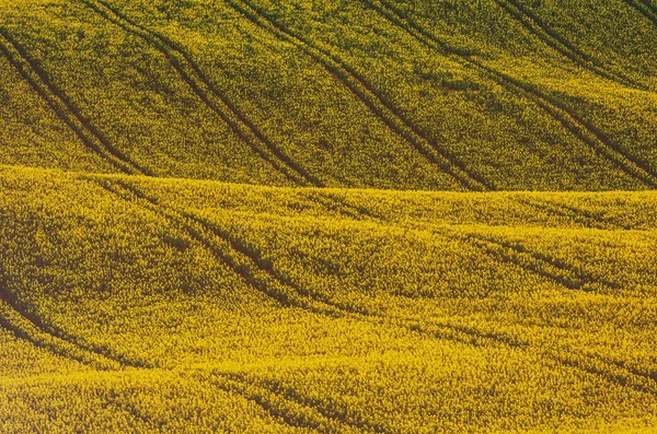 春の菜の花の黄色のフィールド — ストック写真