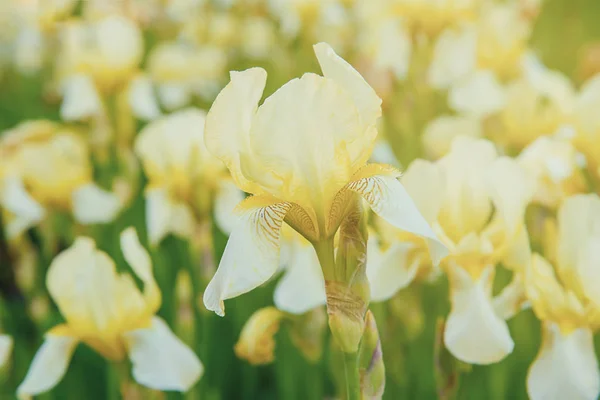 Iris blomma blommar — Stockfoto