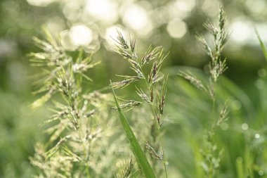 Doğal soyut güneşli arkaplan