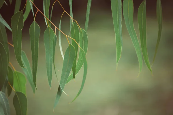 Folhas verdes de eucalipto — Fotografia de Stock