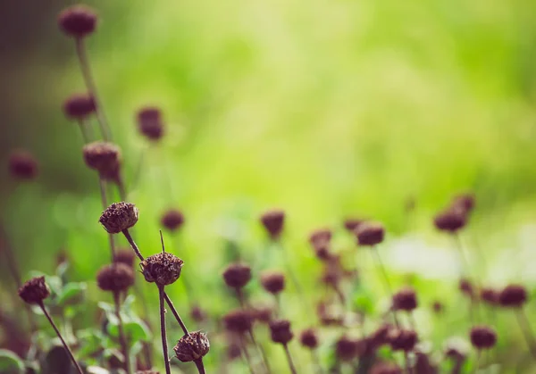 Natural abstract sunny background — Stock Photo, Image