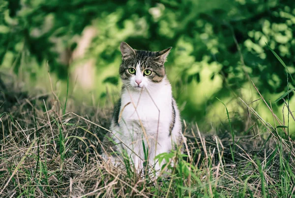 流浪猫肖像画 — 图库照片