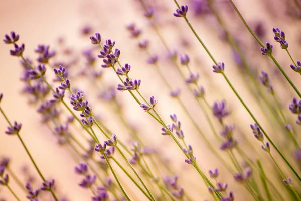 Lavanda belas flores — Fotografia de Stock