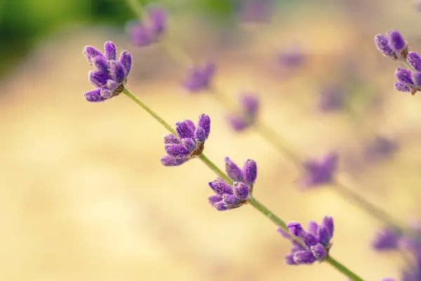 薰衣草美丽的花朵 — 图库照片