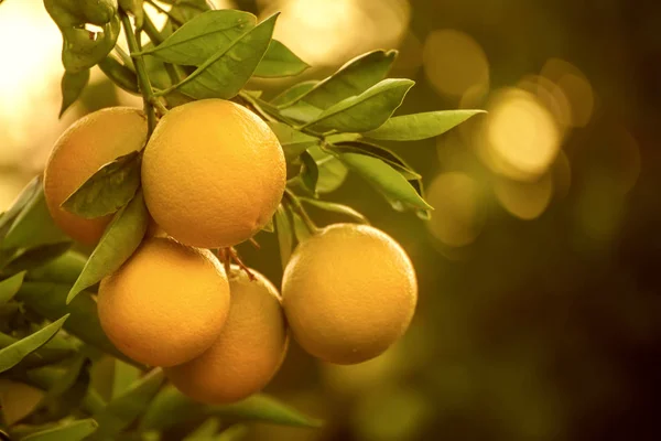 Meyveli portakal bahçesi — Stok fotoğraf