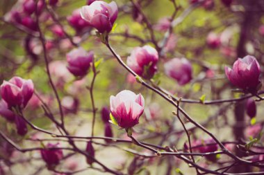 Magnolia bahar çiçekleri