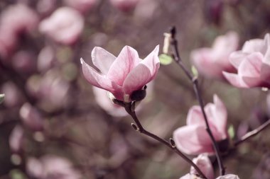 Magnolia bahar çiçekleri
