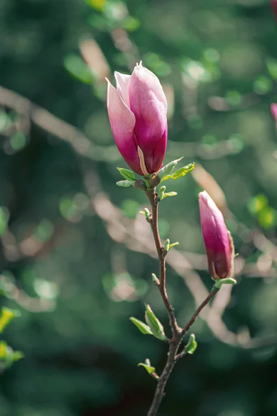 Gemme di fiori di Magnolia — Foto Stock
