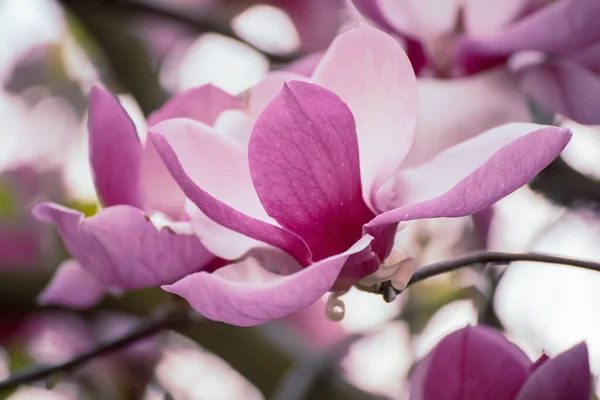 Magnolia flores de primavera — Foto de Stock