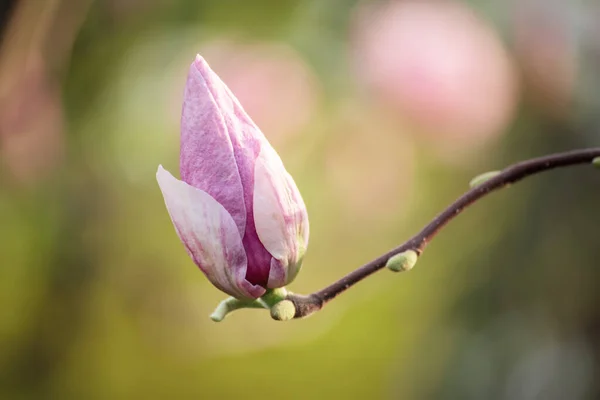 Pączek kwiatu magnolii — Zdjęcie stockowe