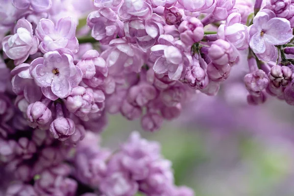 Makro Lilac květin — Stock fotografie