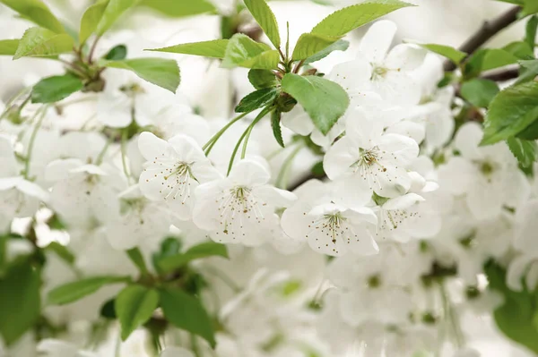 Cherry flowers frame — Stock Photo, Image