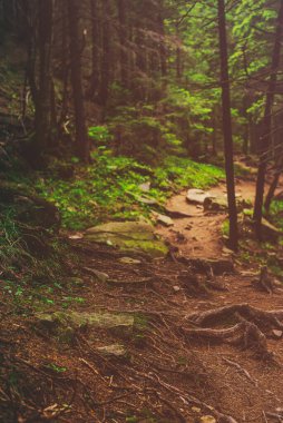 Kuzey İskandinav Ormanı