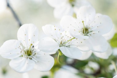 Kiraz bahar çiçekleri