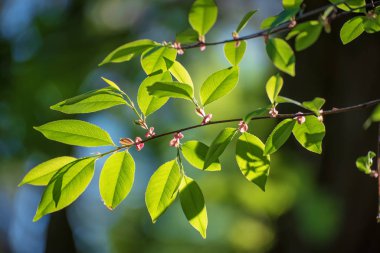 Güneşli yeşil yapraklar