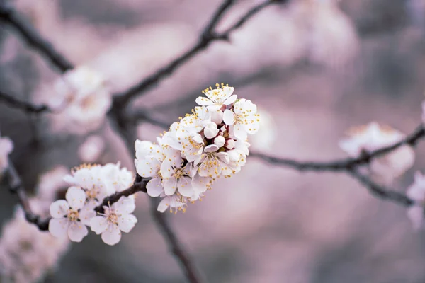 살구 나무의 꽃 — 스톡 사진