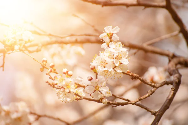 Fiori di albicocca — Foto Stock