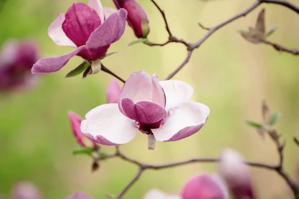 Magnolia bunga musim semi — Stok Foto