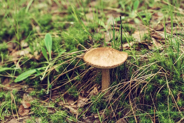 Edible wild mushroom — Stock Photo, Image