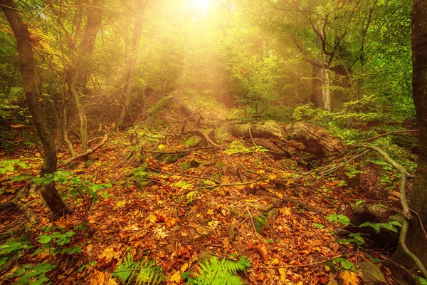 Hermoso paisaje de otoño — Foto de Stock