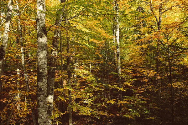 Bellissimo paesaggio autunnale — Foto Stock