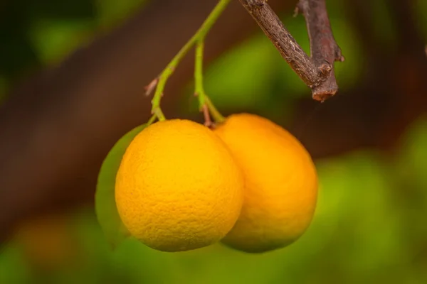 Ogród pomarańczowy z owocami — Zdjęcie stockowe