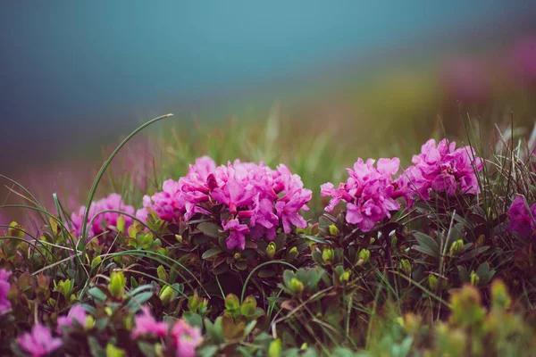 Fiori di rododendro in natura — Foto Stock