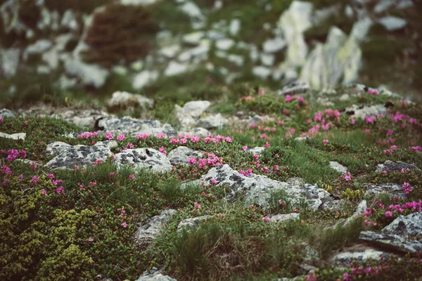 로 도덴 꽃 자연계의 꽃들 — 스톡 사진