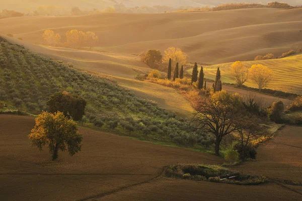 Toscaanse velden en bomen — Stockfoto