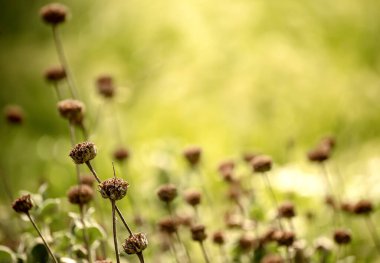 Doğal soyut güneşli arkaplan