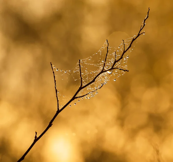 Ramoscello di albero con goccioline — Foto Stock