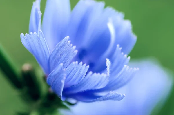 Fleur de chicorée dans la nature — Photo