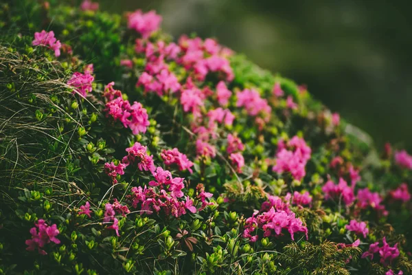 自然の中のツツジの花 — ストック写真