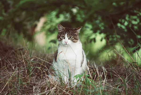 Retrato de gato callejero — Foto de Stock