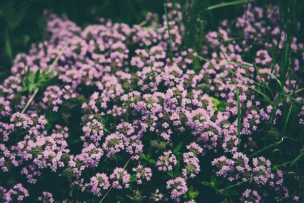 Thymus z kwiatami — Zdjęcie stockowe