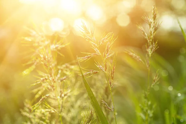 Natuurlijke abstracte zonnige achtergrond — Stockfoto